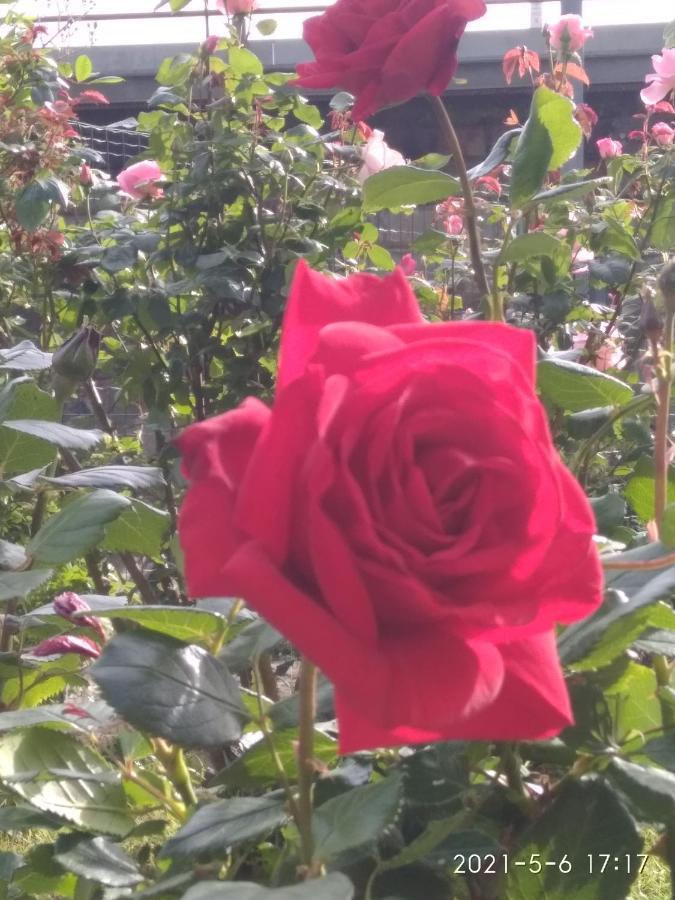 Alle Rose Barcolane ตรีเอสเต ภายนอก รูปภาพ